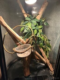Terarium