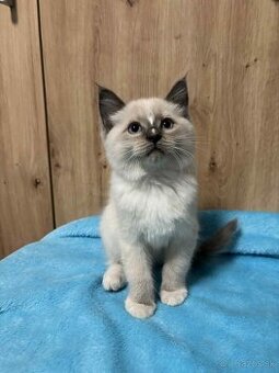 Ragdoll mačiatka
