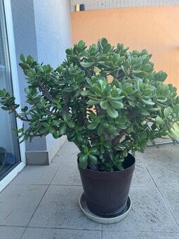 Tucnolist - crassula ovata - 1