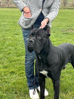 Cane corso pes na krytie Elthario Terra dei Baroni