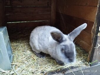 KUNI VEĽKÝ MODRÝ -  samica