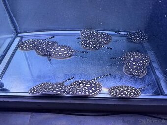 Potamotrygon Black Diamond - 1