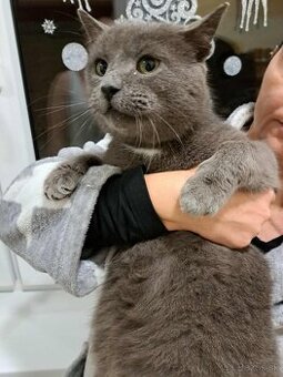 Krásny kocúrik hľadá domov