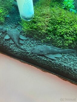 Predám prisavnikou l213