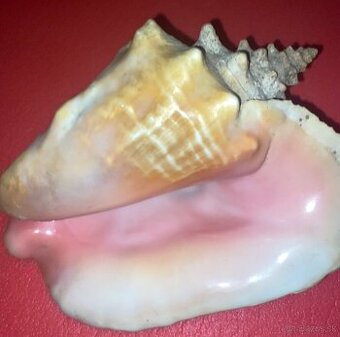 Veľký exemplár lastúry mušle - 1