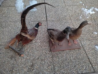 2 trofeje, parohy, preparaty