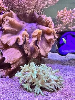 Predám mäkké koraly