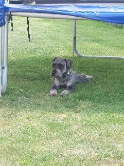 Bradac maly/farba korenie soľ