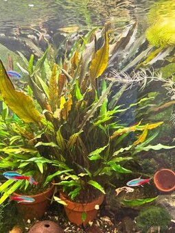 Predám Cryptocoryne