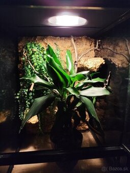Chameleón jemensky terarium Exo terra