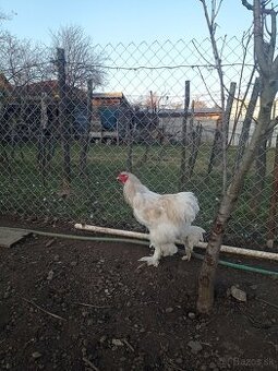 Predám mladé kohúty Brahma biela.