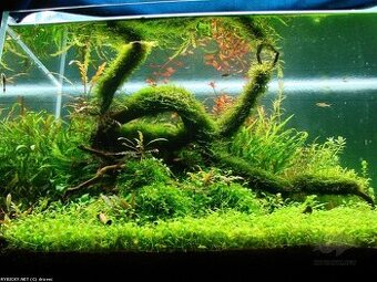 P: akvarijne rastliny