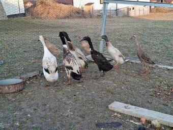 Predám/vymením bežcov