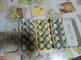 násadbové vajcia arakanda divokosfarbená