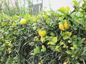 Mrazuvzdorný citronovník