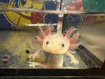Axolotl mexický- vodní dráček