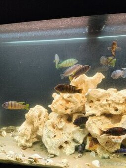 Cichlidy