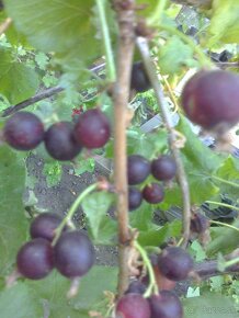 josta, goji, čierne červené ríbezle , egreš ,černice.
