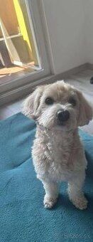 Krytie maltipoo