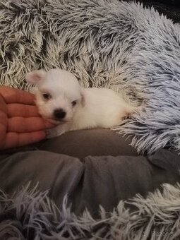 Maltezak miniaturneho vzrastu -mini