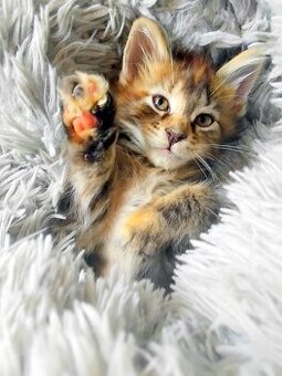 Mainska myvalia mačka - mačiatka Maine coon s PP - Zara