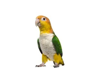 amazonik bielobruchy