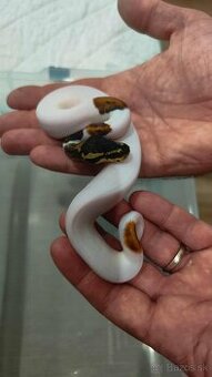 Python regius piebald - 1
