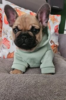 Francúzský buldoček