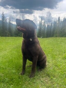 Čokoladový labrador na krytie