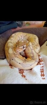 Predám samca python regius - 1