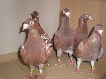 Predám poštové holuby Meulemans