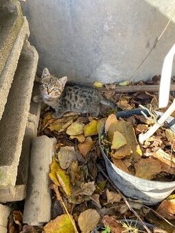 Darujem hnedé mačiatko