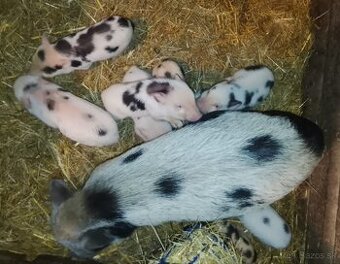 Gottingenske miniprasiatka