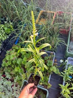 Fizostegia