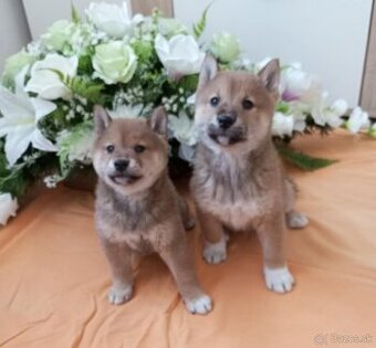 Shiba inu