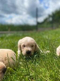 Zlatý Retriever