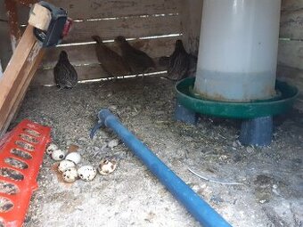 Predám prepelice už znášajú vajcia 5euro