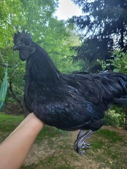 Predám kohúta Ayam Cemani
