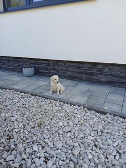 Predam steniatko labradora - 1