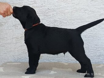 Labrador Retriever s PP