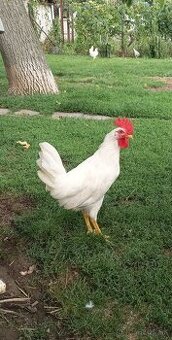 Kohút Leghorn biely