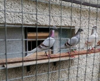 Bratislavský vysokoletúň