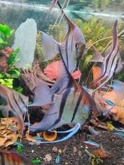 Skalare manacapuru red back 7ks