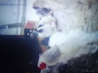 Ponúkame za symbolickú cenu Hydyny sliepky, kačky, a husy