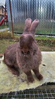 Nemecky obrovity strakac hav. 0.1 kominar