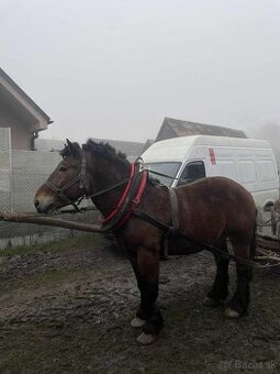 Predám ťažného žrebca