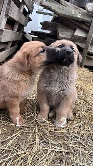 predám 7-týždňové šteniatka