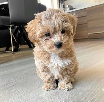 Hľadám šteniatko Maltipoo