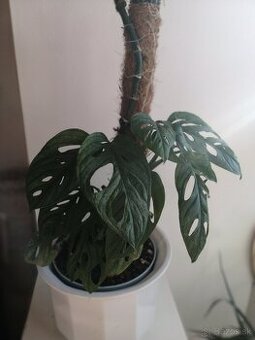 Monstera Adansonii, krasna rastlinka.
