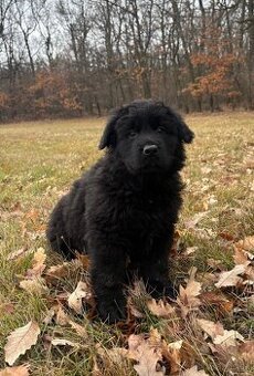 Nemecký ovčiak s PP